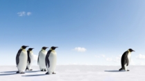 Leading Penguins Following